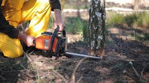 Reliable Roselle, NJ Tree Removal and Landscaping Services Solutions